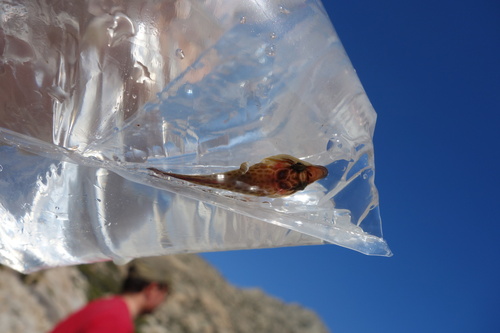 Lepadogaster purpurea