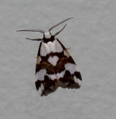 Thallarcha staurocola