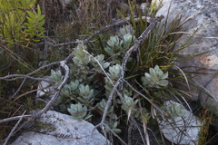 Syncarpha speciosissima