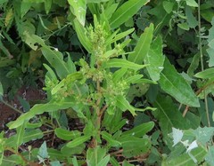 Rumex maritimus
