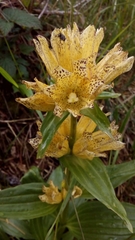 Gentiana punctata