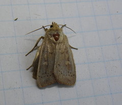 Leucania pseudargyria