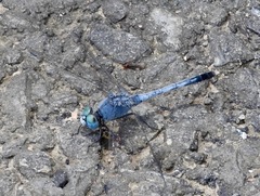 Diplacodes trivialis