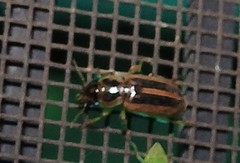 Stenolophus maculatus