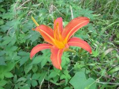 Hemerocallis fulva