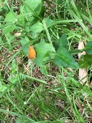 Choranthus vitellius