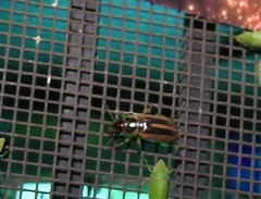 Stenolophus maculatus