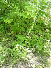 Achillea alpina multiflora