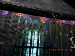 Stenolophus maculatus