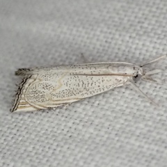 Haimbachia squamulellus