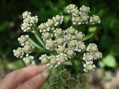 Achillea alpina multiflora