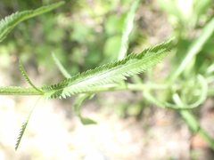 Achillea alpina multiflora