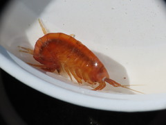 Gammarus duebeni