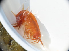 Gammarus duebeni