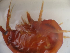 Gammarus duebeni