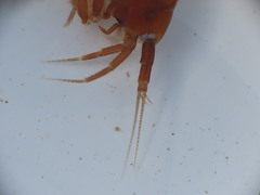Gammarus duebeni