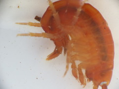 Gammarus duebeni