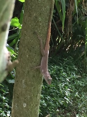 Anolis cristatellus cristatellus