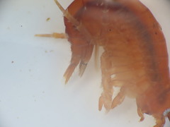 Gammarus duebeni