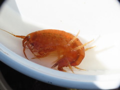 Gammarus duebeni