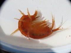 Gammarus duebeni