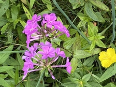 Phlox ovata