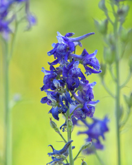 Delphinium barbeyi
