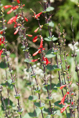 Penstemon murrayanus