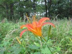 Hemerocallis fulva