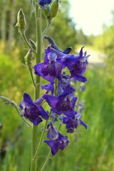 Delphinium barbeyi