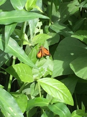 Choranthus vitellius