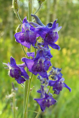 Delphinium barbeyi