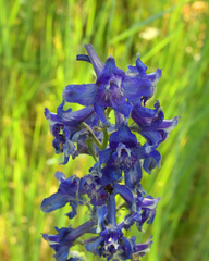 Delphinium barbeyi