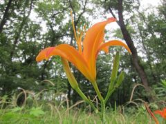 Hemerocallis fulva