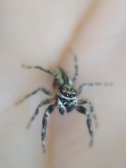 Menemerus bivittatus