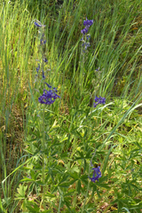 Delphinium barbeyi