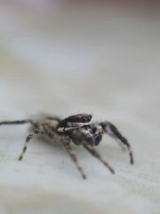 Menemerus bivittatus