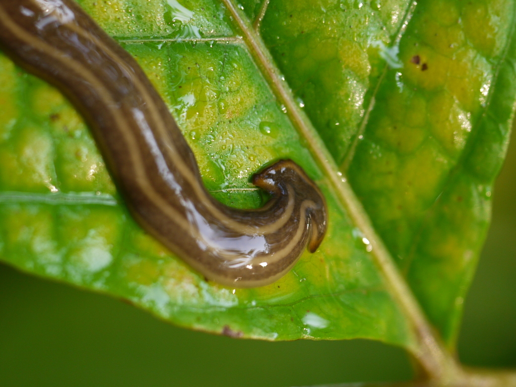 Planarians