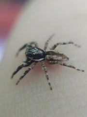 Menemerus bivittatus