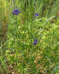 Delphinium barbeyi