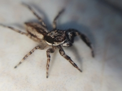 Menemerus bivittatus