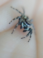 Menemerus bivittatus