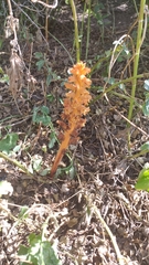 Orobanche lucorum