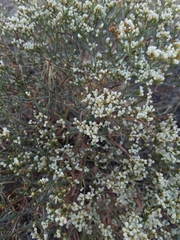 Eriogonum effusum