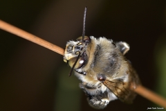 Anthophora femorata