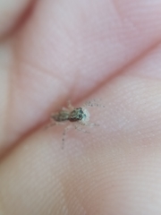 Menemerus bivittatus