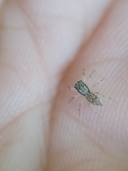 Menemerus bivittatus