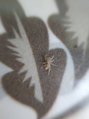 Menemerus bivittatus