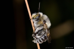 Anthophora femorata
