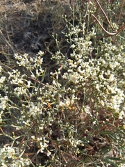 Eriogonum effusum
